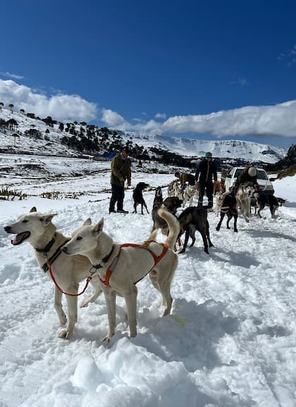 La temporada en Pino Hachado va de finales de junio a finales de septiembre.