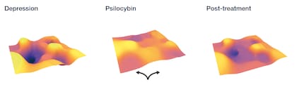La terapia con psilocibina “aplana” el paisaje del cerebro y “abre” la rigidez de las personas deprimidas para permitir que surjan nuevos pensamientos - Imagen de Richard Daws, King’s College London