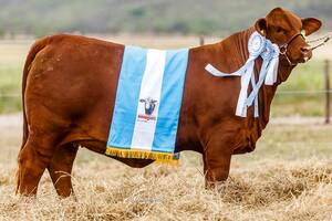 La ternera Brangus vendida en $15.500.000 en el remate. Foto de Daniel Sempé