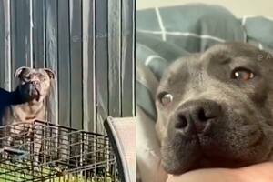 La tierna actitud que hizo que una perrita se alegrara tras días estando triste