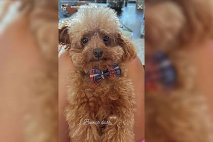 La tierna imagen de Abú que compartió Antonela Roccuzzo (Foto Instagram @antonelaroccuzzo)