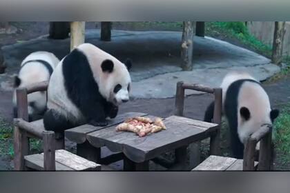 La tierna imagen de los osos panda que se viralizó
