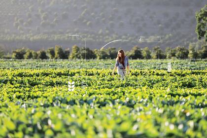 La tierra puede brindar información y datos para que, mediante inteligencia artificial, un productor pueda obtener mejores cultivos
