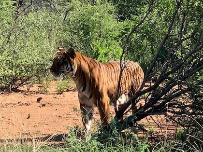 La Tigresa Colon fue trasladada a un santuario en Sudáfrica