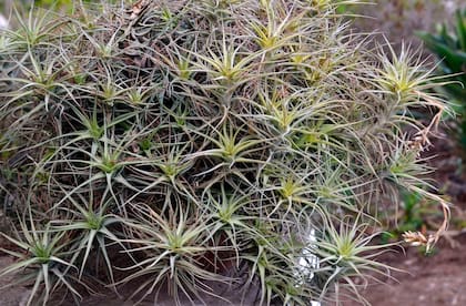 La Tillandsia harrisii es una planta de aire y tropical que puede ir en jardines