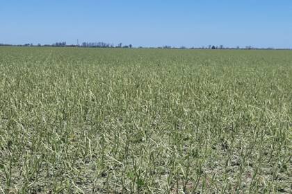 La tormenta de Navidad dejó 50.000 hectáreas “muy afectadas”, dijo la Bolsa de Comercio de Rosario (BCR)