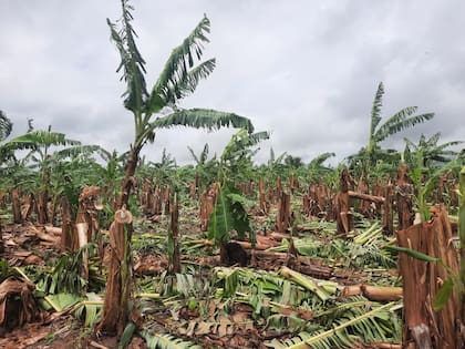 La tormenta del 21 de diciembre afecto las plantas de banana