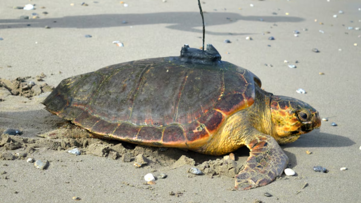El viaje de 6400 kilómetros de “Diana”, la tortuga boba rescatada en Ceuta que cruzó el Atlántico
