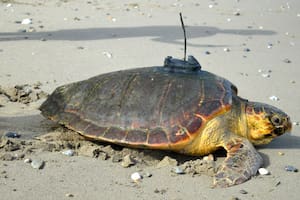 El solitario viaje de 6400 kilómetros de ‘Diana’, la tortuga boba rescatada en España que cruzó el Atlántico