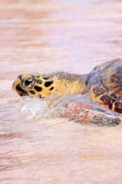 La tortuga carey se reproduce en aguas cercanas a las costas y llegan para anidar en las playas