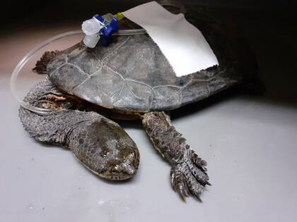 La tortuga Cuello de Serpiente en plena recuperación luego de su cirugía.