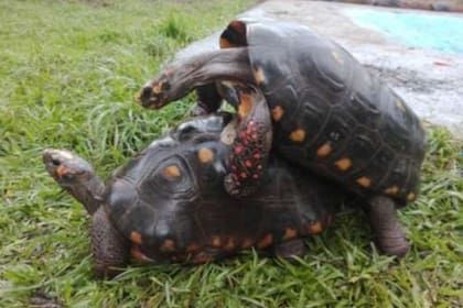 La tortuga de patas rojas está en peligro de extinción