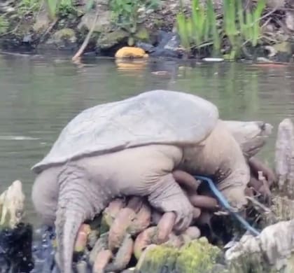 La tortuga estaba postrada sobre un conjunto de cadenas oxidadas