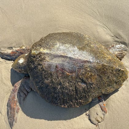 La tortuga fue arrastrada por las olas del mar hasta una playa en Oregon