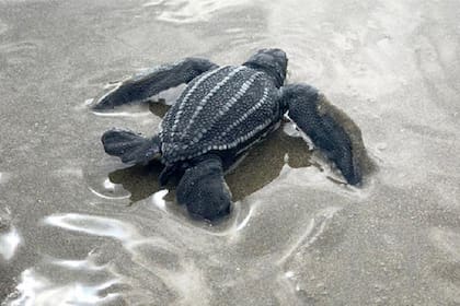 La tortuga laúd está catalogada como vulnerable y en el Pacífico oriental se encuentran en peligro crítico de desaparecer