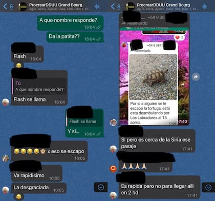 La tortuga perdida se llamaba "Flash" y se encontró cerca de las 00.00 en el barrio