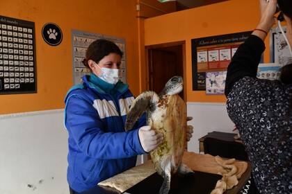 La tortuga presentaba un cuadro de hipotermia, una leve deshidratación y heridas provocadas por crustáceos que se alojaron en el cuerpo