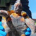 Gendarmería rescató a una tortuga terrestre de patas rojas