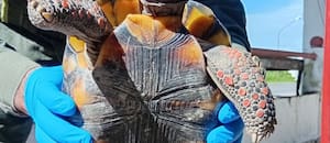 Gendarmería rescató a una tortuga terrestre de patas rojas