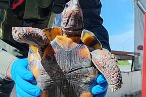 Gendarmería rescató a una tortuga terrestre de patas rojas