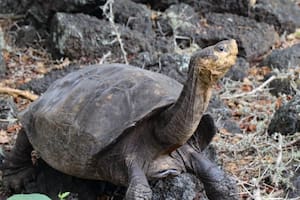 Encuentran una “tortuga gigante fantástica” que se creía extinta desde 1906 en la isla más virgen del planeta
