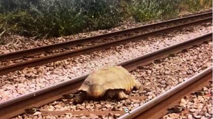 La tortuga se encontraba herida y pudo ser retirada luego de una hora y media de las vías. Fuente: Great Anglia