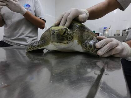 La tortuga se recupera favorablemente en las instalaciones de la Fundación Mundo Marino en San Clemente del Tuyú