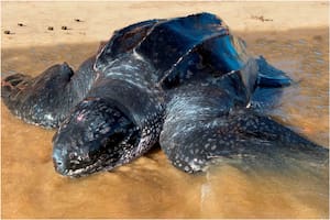 Las inéditas imágenes de la tortuga Siete Quillas, la más grande del mundo, que fue avistada en Punta del Este