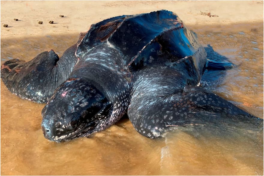 Las inéditas imágenes de la tortuga Siete Quillas, la más grande del mundo, que fue avistada en Punta del Este - LA NACION