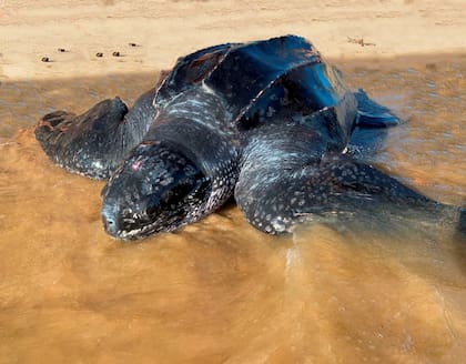 La tortuga Siete Quillas se encuentra en peligro de extinción