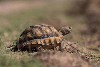 La tortuga terrestre es una de las especies protegidas.