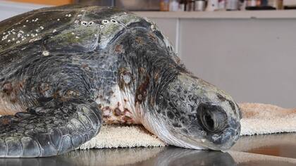 La tortuga verde fue encontrada en Costa Chica en julio y estuvo en el Centro de Rehabilitación durante dos meses