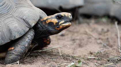 La tortuga yabotí es la especie de tortuga terrestre más grande de Argentina