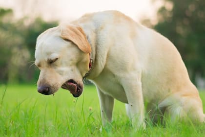 La tos en el perro puede ser síntoma de una enfermedad grave