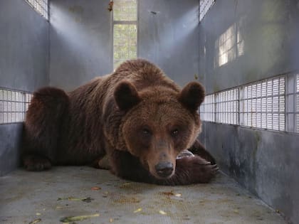 La totalidad de los osos pardos son trasladados al Santuario “The Wild Animal Sanctuary” en Keenesburg, Colorado, Estados Unidos.