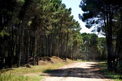 La tradición de los pinos continúa con especial dedicación