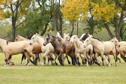La tradición gaucha se pone en movimiento en San Antonio de Areco con un entrevero que combina destreza, memoria y cultura