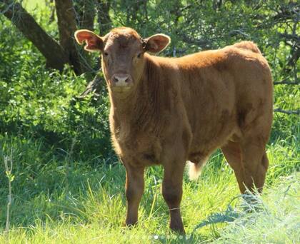 La transferencia extra del campo de la Región Centro al Estado representa el equivalente a 1.846.007 terneros