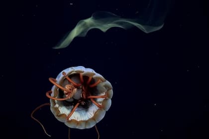 La transmisión en vivo está disponible en el canal de YouTube de la fundación Schmidt Ocean Institute