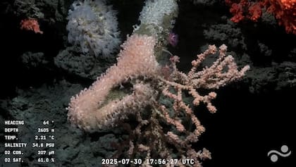 La transmisión formó parte de la campaña Talud Continental IV (Foto: Captura YouTube Schmidt Ocean)