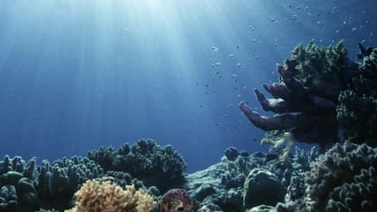 La transparencia del agua puede parecer asumida