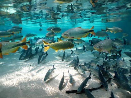 La transparencia del Rio da Prata, poblado de pirarucus, dorados y piraputangas.