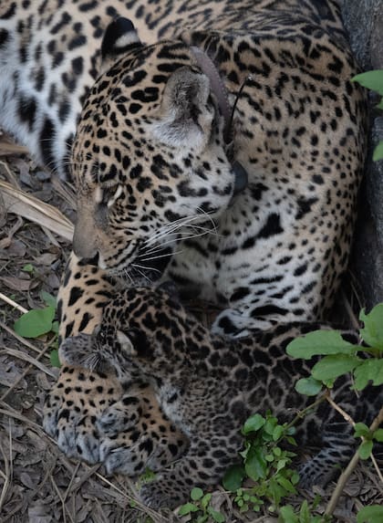“La trasladaron al Chaco, la hicieron preñar y cuando ya a estaba a termino para que naciera el cachorro la mandaron a Buenos Aires", apuntó Fernando Piesco, presidente de la Fundación Dante Piesco