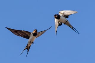 Rincón gaucho: El vuelo de 12 mil kilómetros que une California con Corrientes