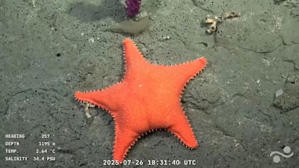 La travesía se desarrolla a bordo del buque de investigación Falkor (too)