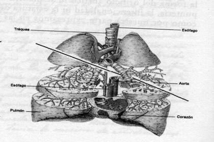 La trayectoria del proyectil que mató a Washington Beltrán según la "Autopsia histórica" de los doctores Guido Berro y Antonio L. Turnes