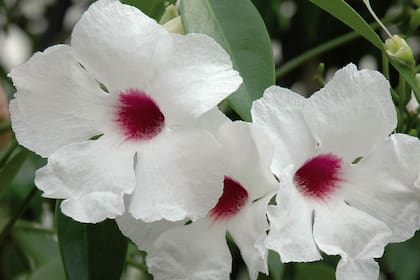La trepadora exótica Pandorea jasminoides, de la que hay también cultivares de flores rosadas.