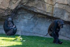 La triste historia de la chimpancé que estuvo siete meses aferrada al cuerpo sin vida de su bebé (Foto: Instagram/bioparcvalencia)