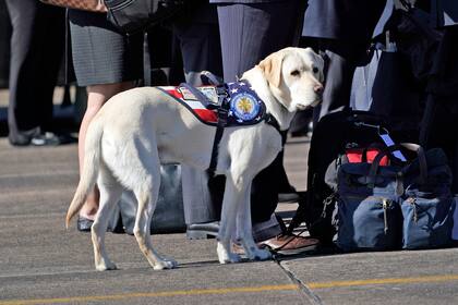 Sully, el perro de George Bush