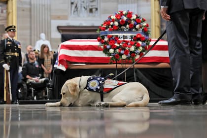 La tristeza de Sully, el perro de George Bush